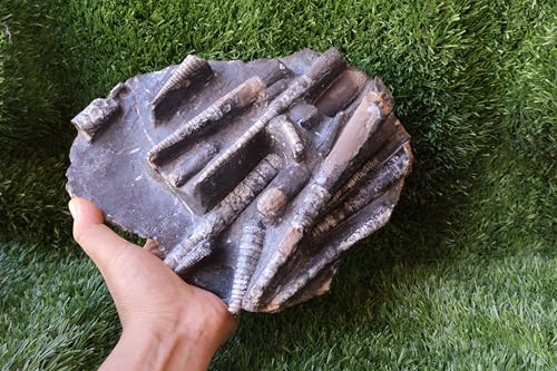 Image of Natural Orthoceras Fossil Plate from Devonian Period Fossil from Morocco