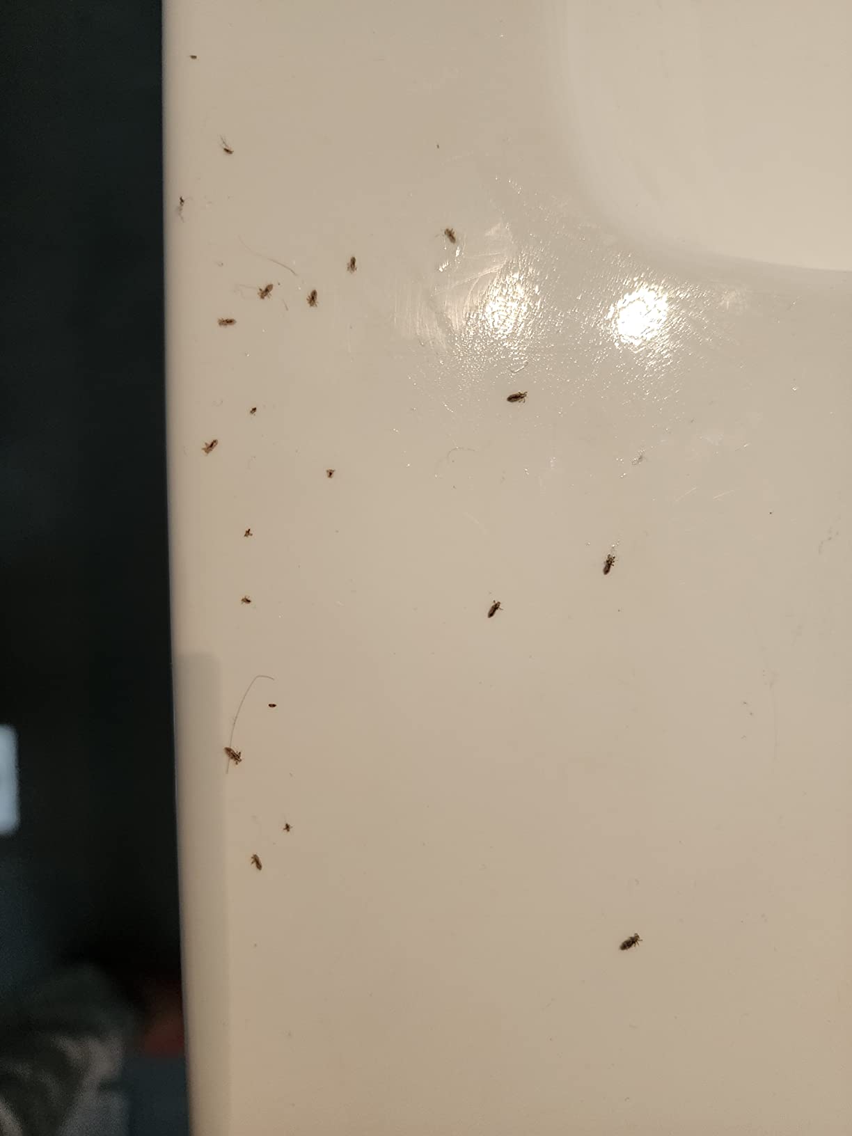 NitWits AllInOne Head Lice Treatment Spray, Kills Nits & Eggs