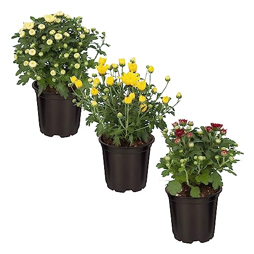 Live Hardy Chrysanthemum Assorted 3-Pack, 8