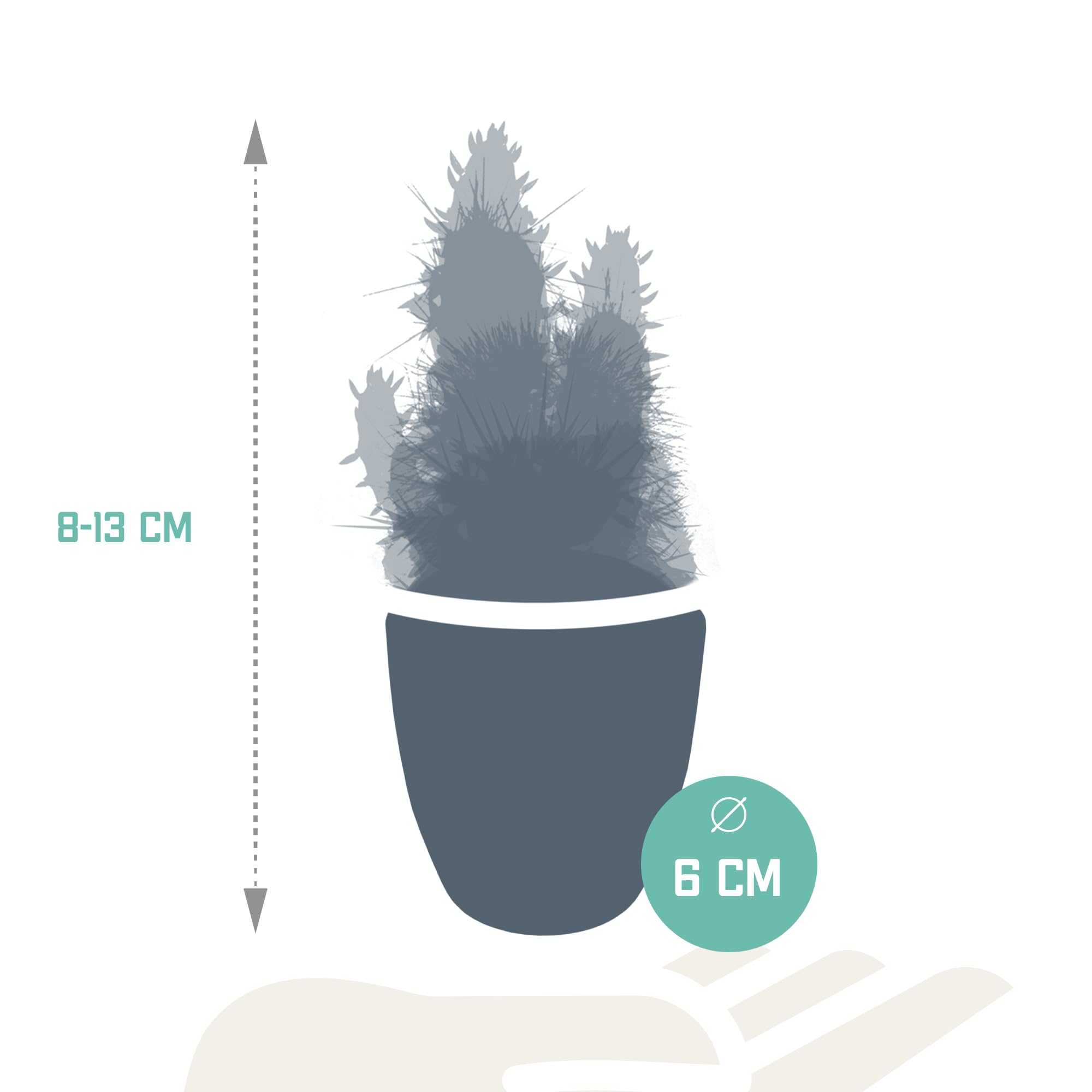 Mieszanka kaktusów i sukulentów w białej doniczce | 15 sztuk | Ø 6 cm | 8-13 cm