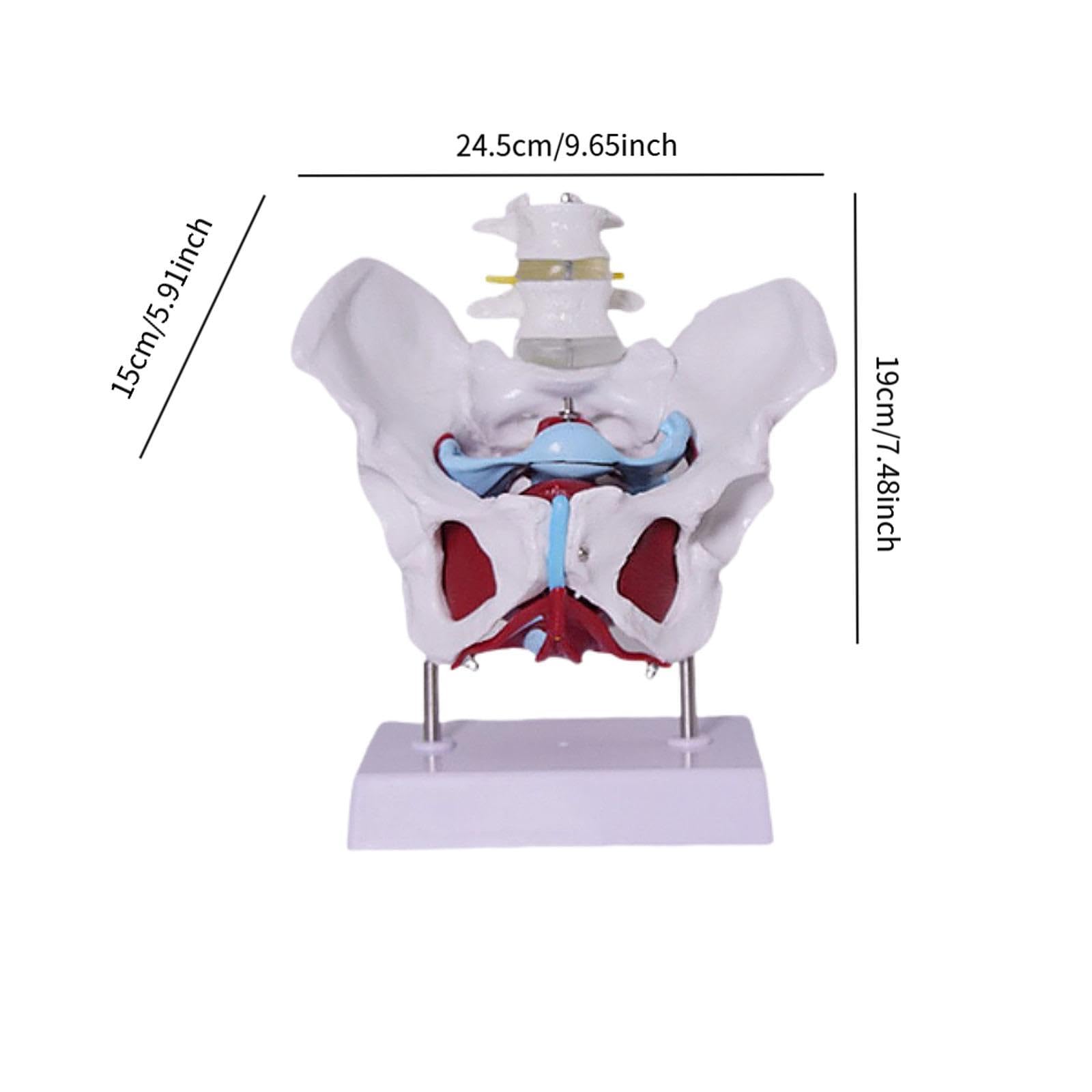 Modelo de Pelvis Femenina para Enseñanza Profesional Esqueleto Anatómico Humano Modelo Médico Educativo en PVC Sólido Adecuado para Formación Médica E, Style D