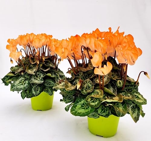 POWERS TO FLOWERS - CICLAMINO COLOR LIFE ARANCIONE, 2 PIANTE, VASO 12CM DIAMETRO, piante vere