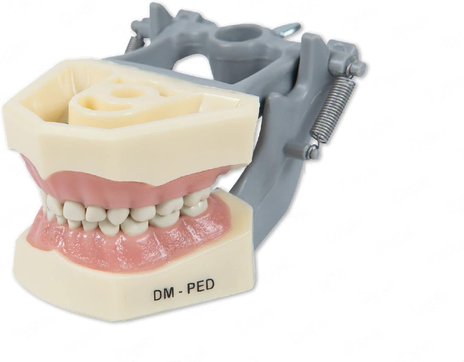 Dental Anatomy Pediatric Typodont Model 760 with Removable Teeth