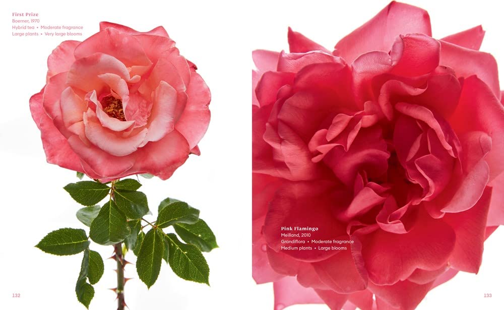 The Color of Roses: A Curated Spectrum of 300 Blooms
