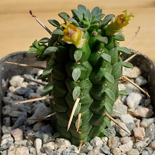 2 Inch Euphorbia Mammillaris Corn Cob Cacti Cactus Succulent Real Live Plant #TOP4