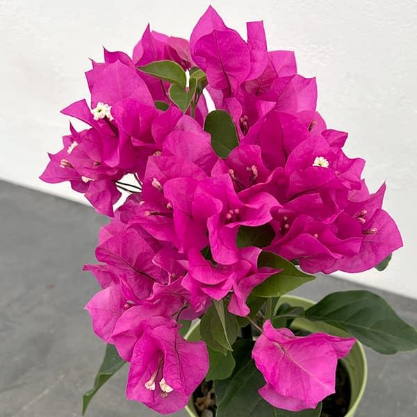 Amazon.co.jp: ブーゲンビレア：ベラ（濃桃色）4号ポット[次々に咲く