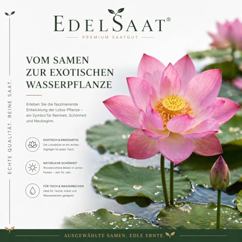 30 Premium Lotus Samen – Nelumbo Nucifera | Winterhart & Hochwertig | Für Indoor & Outdoor Teiche, Schalen & Garten – Einfache Anzucht, Exotische Lotusblumen