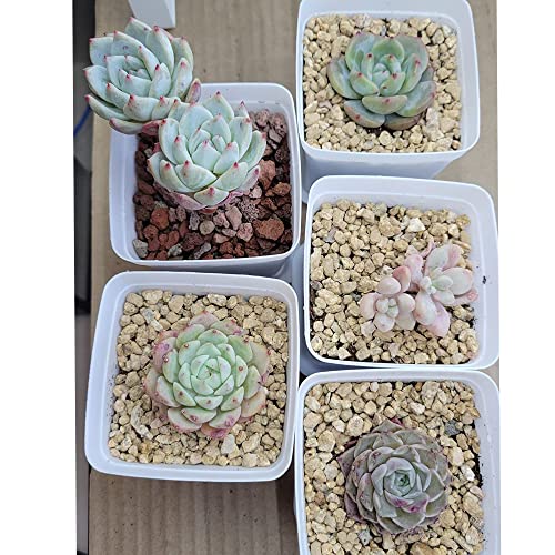 Image of 7lb Maifanitum Stones for Succulent Cactus Bonsai Decorative Rocks-Indoor Plants Soil Covers,Horticultural Gravel, Potting Pebbles for Terrarium, Fairy Gardening, Top Dressing