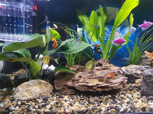 Image of FANTIAN Pea Gravel for Landscaping, 10 lbs Aquarium Gravel Rocks, 1 /4 Inch | Natural Polished Pebbles for Plants, Decorative Stones River Rocks for Succulent Soil Cover, Fish Tank, Vase, Outdoor Garden