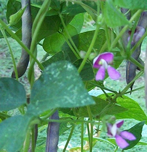 Miniatura 3 de Frijol de arbusto de tortuga negra, plantas resistentes que crecen hasta 18-24 pulgadas, muy sabrosas (50 semillas)