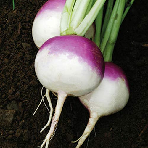 Purple Top White Globe Turnip