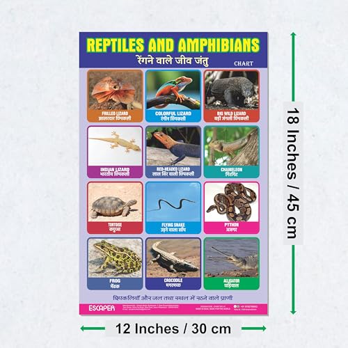 Image of ESCAPER Reptiles Educational Charts for Kids Learning (11.5 x 17.5 Inches), Study Material, Learning Books, Posters