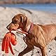 KONG – Wubba Wet – Schwimmendes Wasserspielzeug zum Apportieren (Farbvar.) – Für Große Hunde