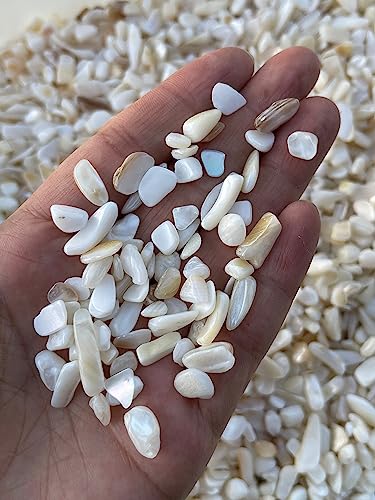 Image of GAF TREASURES 2 oz Lot Natural Semi Tumbled Gemstone Chips, Crushed Mini Crystals, Undrilled Crystal Chips (Mother of Pearl)