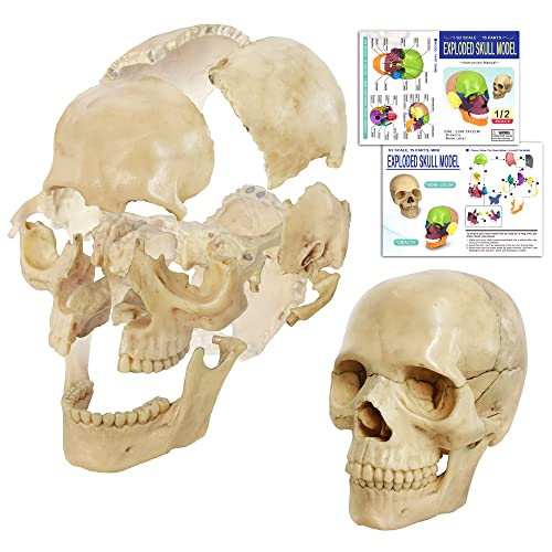 Benilev Mini Skull Anatomy Model, 15 Part Detachable Exploded Skull