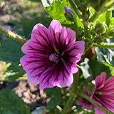 200 piezas Semillas de malva silvestre, Plantas en maceta resistentes, Malva Malva Sylvestris Semillas de flores, semillas de plantas de interior. Plantas de balcón bonsai de interior