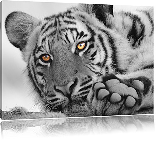 détendue Tiger noir / blanc Taille: 100x70 sur toile, XXL énormes Photos complètement encadrées avec civière, impression d'art sur murale avec cadre, moins cher que...