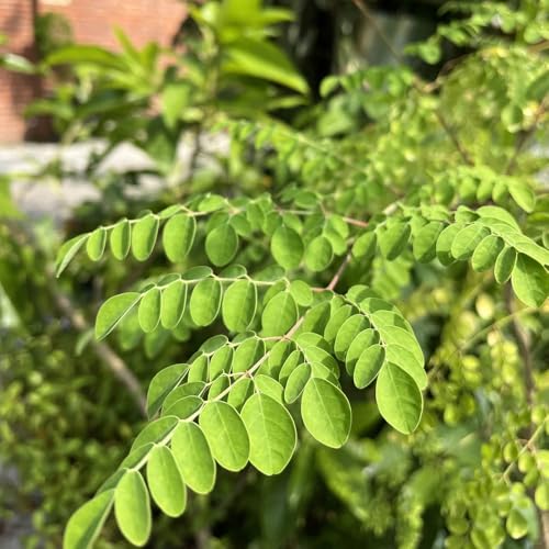 comprar semillas de árbol de moringa - semillas orgánicas de plantas de interior Semillas orgánicas para plantas de balcón resistentes Semillas de plantas de interior purificadoras del 5pcs