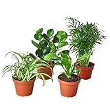 HOUSE PLANT SHOP | Pet Friendly Bundle - 4' Pot | Live Indoor Plant | Easy to Care | Natural Décor Plant | Great Gifts | Free Care Guide
