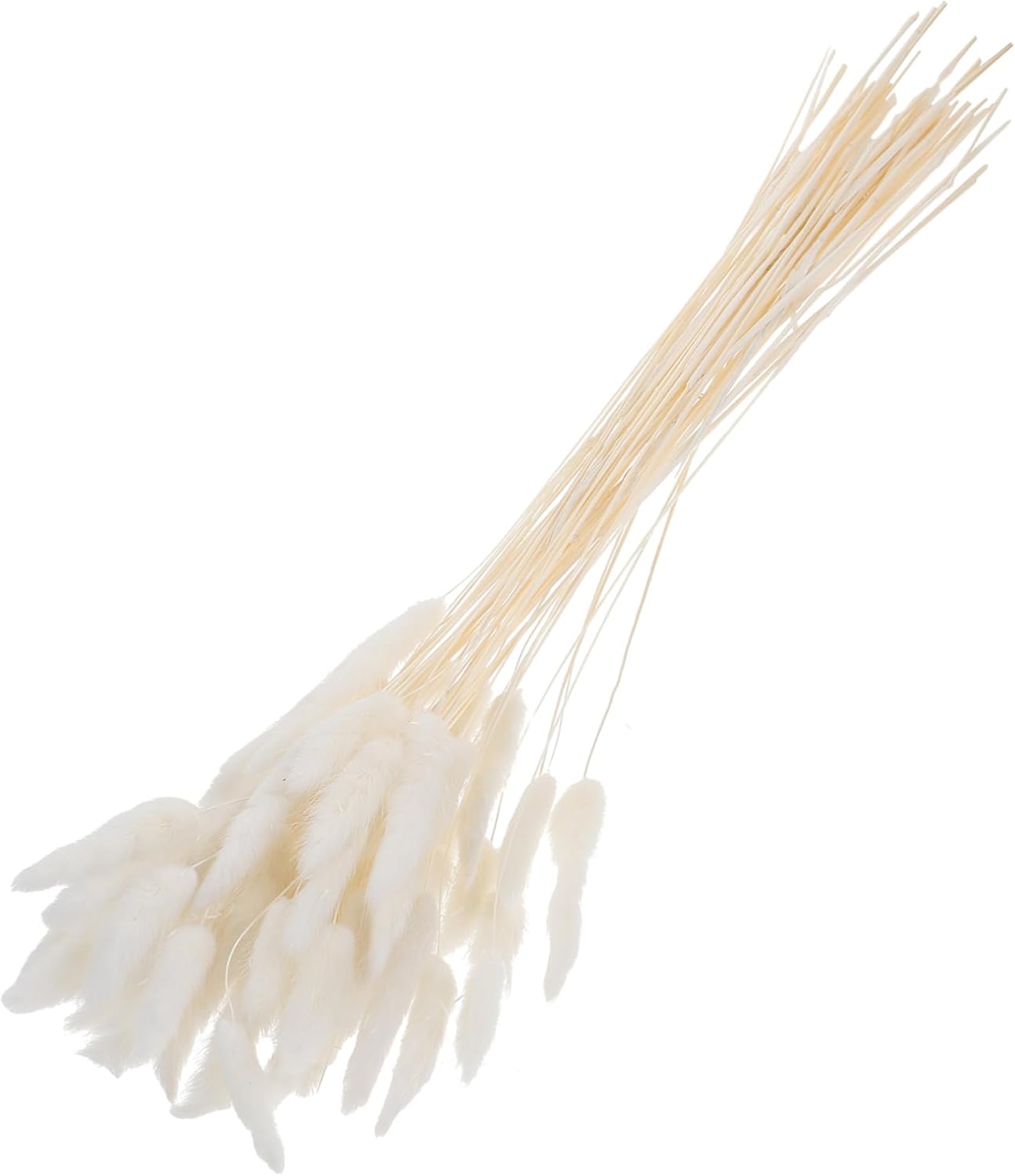 2 Bunches Pcs Dried Grass Rabbit Tail Bunny Tail Natural Plants Decor for Home Wedding Photo