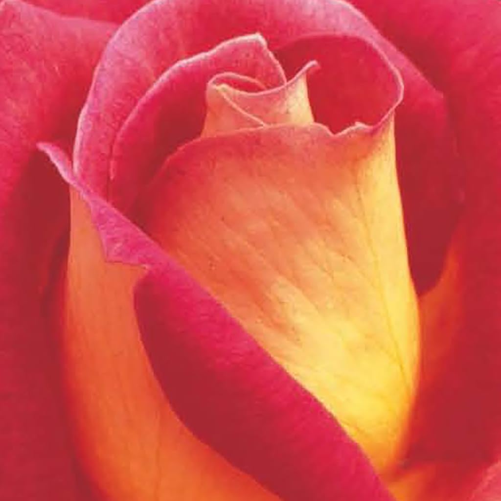 Bryncir Garden Centre Garden Roses, Vibrant Colourful Perennial Shrub. (Kronenbourg (Pink and Yellow Hybrid Tea))