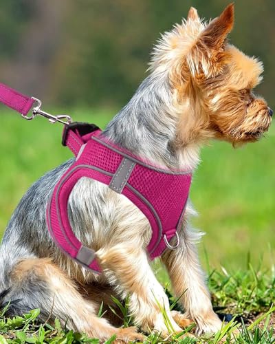 Joytale Hundegeschirr Kleine Hunde, Reflektierend Weich Gepolstert Geschirr, Air-Mesh Brustgeschirr Hund klein, S, Leuchtend Rosa