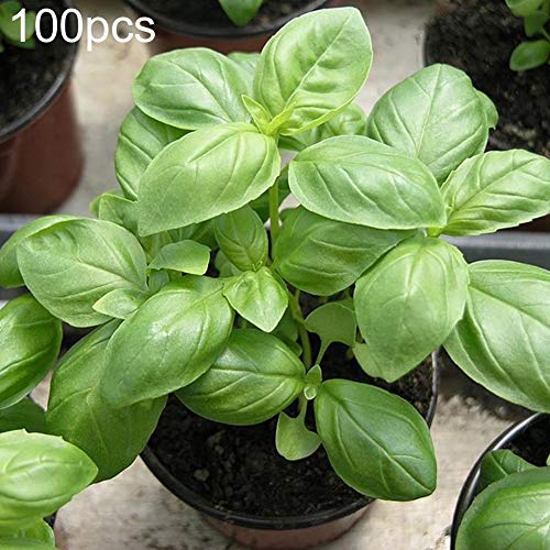 EDQZ Flower Seeds in Spring,100Pcs Basil Seeds Herb Fragrant Ocimum Plant Cooking Spices for Home Garden Yard Bonsai Decor