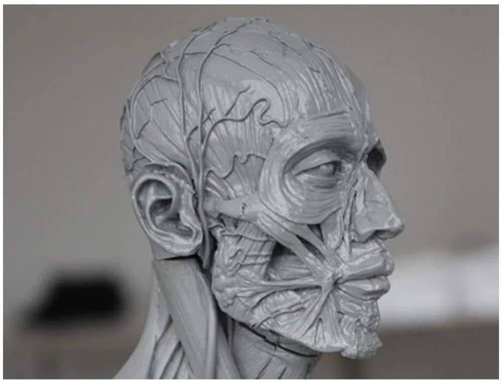 Modello di Figura Anatomica Umana 60 cm Anatomia Muscolare Maschile + Femminile Modello anatomico Umano Osso - Materiale PU - Dottore per studiare Disegno Artista, A