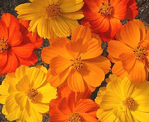 See full amazon price history chart for Cosmos Mix Color Variety - Summer Flower Plant Seeds (50) Cosmos Mix Color Variety - Summer Flower Plant Seeds (50) (B08Z3HQYR8) Amazon Price History, Amazon Price Tracker