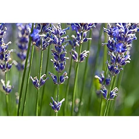 Phenomenal Lavender Plants in Pots Cover