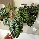 Semillas de alocasia, semillas de jardin resistentes en resistentes al aire libre de jardin de hoja 80pcs