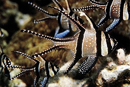 Handy Pocket Guide to Tropical Coral Reef Fishes (Handy Pocket Guides) - Image 7