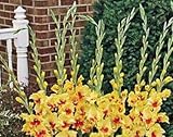 New Fresh 20pcs Semillas de flores de gladiolo amarillo