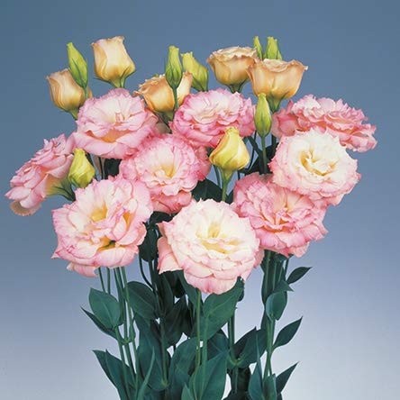 Lisianthus Flower live plant || Nandini flower live plant pack of 1 (B0D9ZQSZSZ) Amazon Price History, Amazon Price Tracker
