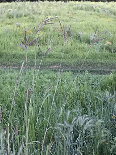 Hale Habitat & Seed Native Grass Refuge, Deer & Wildlife Cover, 1/4 Acre #TOP4