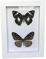 Vista 29 de 2 piezas enmarcadas de mariposa real, espécimenes de mariposa de taxidermia en marco, colección de insectos, decoración de escritorio para el hogar