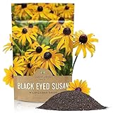 Black Eyed Susan Seeds – Bulk Quarter Pound Bag – Over 400,000 Open Pollinated Non-GMO Wildflower Seeds – Rudbeckia hirta