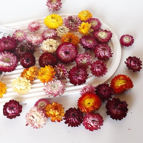 Dried Straw Flower Heads Bulk Mixed Color Natural Dry Flowers miniatura 7