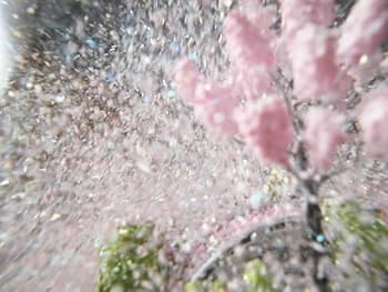 Amazon.co.jp: CoolSnowGlobes スノードーム 桜 spring春 桜吹雪