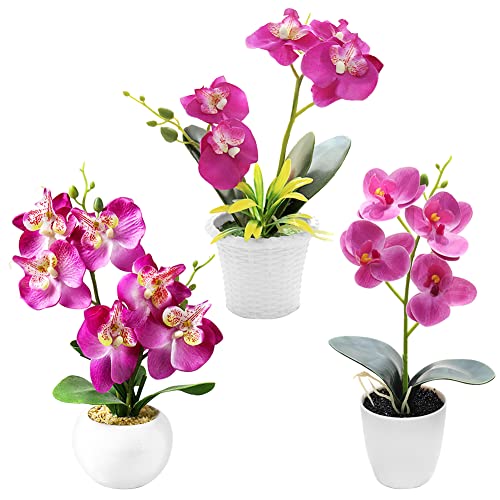 Orchidee Fensterbank Die 15 besten Produkte im Vergleich