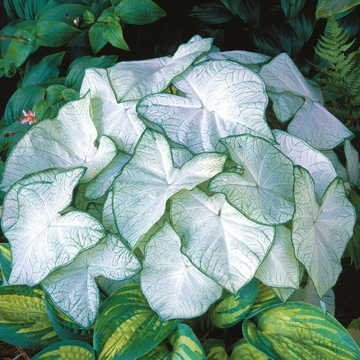 Kraft Seeds by 10CLUB Caladium Moonlight Improved Flower Bulb (Pack of 2) (B06XX2RQ9S) Amazon Price History, Amazon Price Tracker