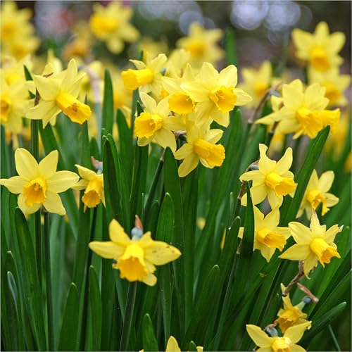 mgc24 Narzissen Tete a Tete - zum Verwildern - 50 Blumenzwiebeln (ca. 12-14mm) mgc24 Narzissen Tete a Tete - zum Verwildern - 50 Blumenzwiebeln (ca. 12-14mm)