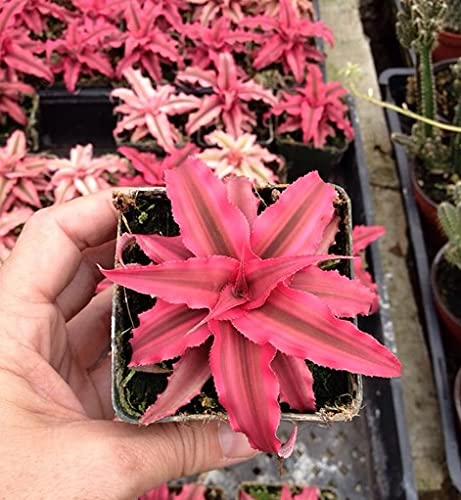 Mandys Farm Cryptanthus Bivittatus Red Starlight Earth Star Live Plant (B09641RHTT) Amazon Price History, Amazon Price Tracker