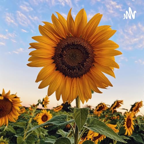 Chiltern Sunflower Support cover art