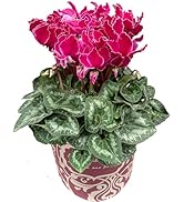 Amazon｜花のギフト社 シクラメン ギフト プレゼント 花 鉢植え 鉢花