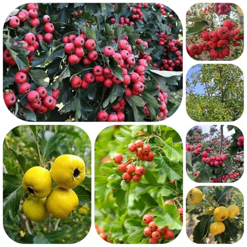 semillas de espino - árboles frutales semillas de árboles plantas decorativas Plantas en macetas para decorar balcones exóticas jardín en maceta balcón resistentes frutal 225pcs