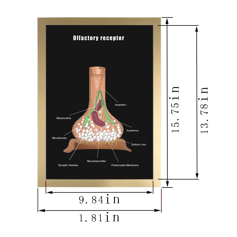 Image of Taanfu Body Educational Learning Anatomy Posters ，Olfactory Receptor Art Olfactory Villi Anatomy Art Poster Digestive System Organs Illustration Small Intestine Physiology Anatomy Wall Art Villi