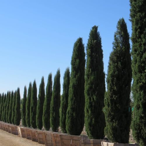 AMK Jardinagem e Paisagismo, Muda de Cipreste Italiano 20 a 40cm AMK - Plantas Online