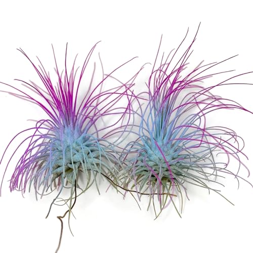 Image of Thin Air Plant, Guatemala Tillandsia Live Airplant, Healthy Arrival Guaranteed, Great Indoor Plant, Home Decor & Gift (2 Rainbow)