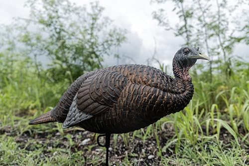Flextone Hunting Lightweight Ultra Realistic Lifelike One Piece Outdoor Thunder Chicken Breeder Hen Turkey Decoy - Thumbnail 7